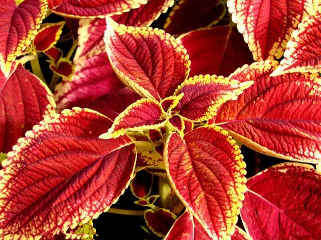 �ɻ��������ֻ���ֲ�����ƴ�ȫ