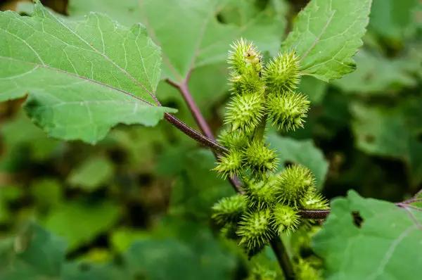 �ɻ��������ֻ���ֲ�����ƴ�ȫ