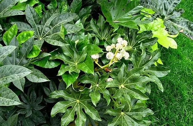 �ɻ��������ֻ���ֲ�����ƴ�ȫ