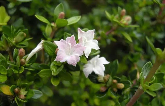 �ɻ��������ֻ���ֲ�����ƴ�ȫ