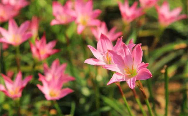 �ɻ��������ֻ���ֲ�����ƴ�ȫ