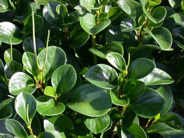 �ɻ��������ֻ���ֲ�����ƴ�ȫ