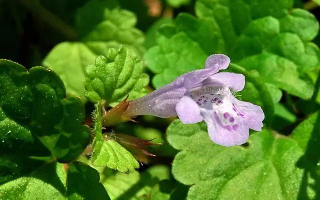 �ɻ��������ֻ���ֲ�����ƴ�ȫ