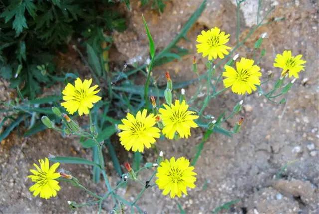 �ɻ��������ֻ���ֲ�����ƴ�ȫ