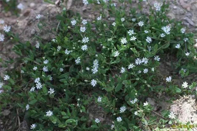 �ɻ��������ֻ���ֲ�����ƴ�ȫ