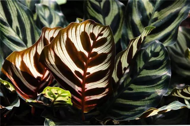 �ɻ��������ֻ���ֲ�����ƴ�ȫ