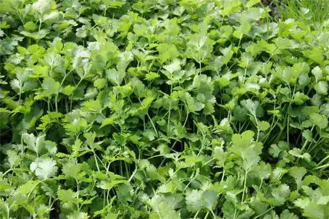 �ɻ��������ֻ���ֲ�����ƴ�ȫ