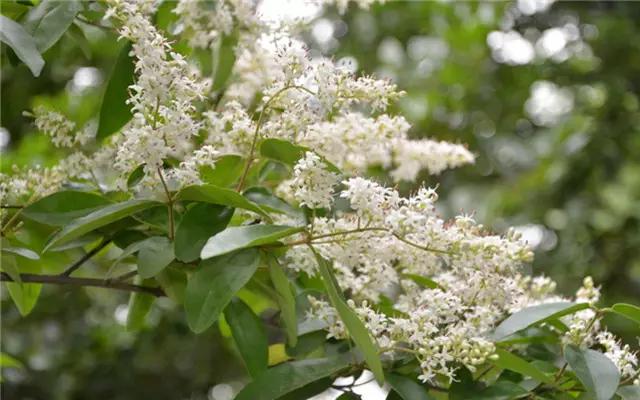 �ɻ��������ֻ���ֲ�����ƴ�ȫ