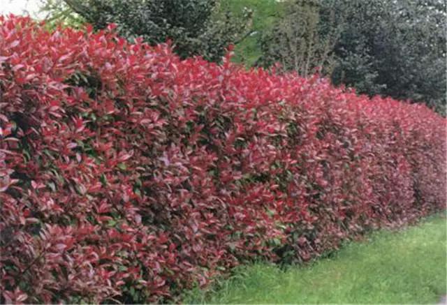 �ɻ��������ֻ���ֲ�����ƴ�ȫ