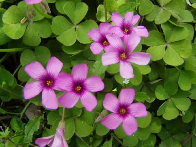 �ɻ��������ֻ���ֲ�����ƴ�ȫ