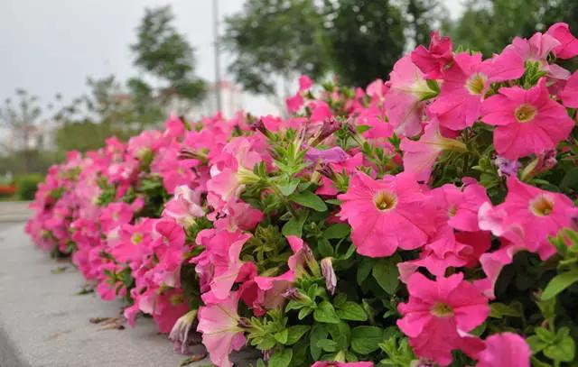 干货|近百种户外植物名称大全