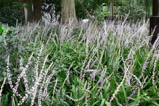 �ɻ��������ֻ���ֲ�����ƴ�ȫ