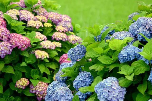 �ɻ��������ֻ���ֲ�����ƴ�ȫ