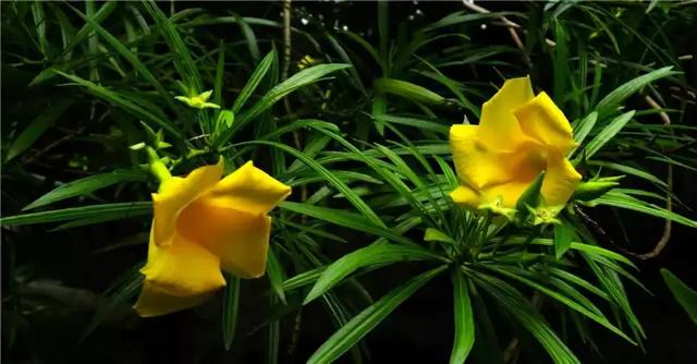 �ɻ��������ֻ���ֲ�����ƴ�ȫ