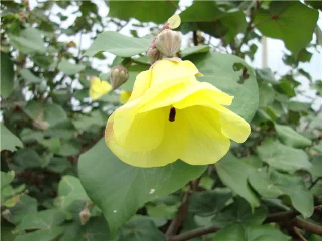 �ɻ��������ֻ���ֲ�����ƴ�ȫ