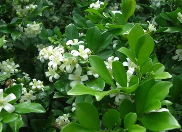 �ɻ��������ֻ���ֲ�����ƴ�ȫ