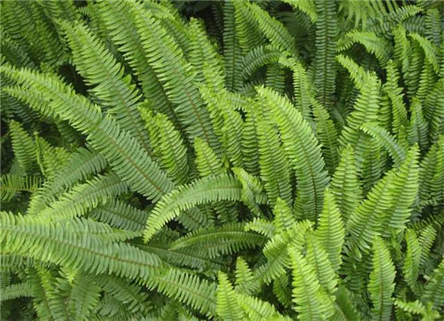 �ɻ��������ֻ���ֲ�����ƴ�ȫ