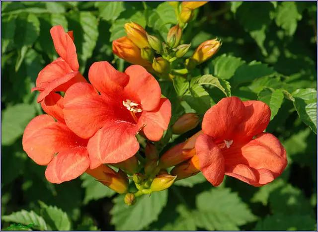 �ɻ��������ֻ���ֲ�����ƴ�ȫ