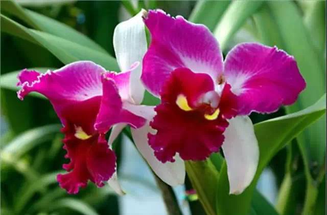 �ɻ��������ֻ���ֲ�����ƴ�ȫ