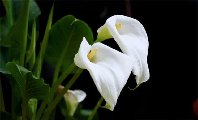 �ɻ��������ֻ���ֲ�����ƴ�ȫ