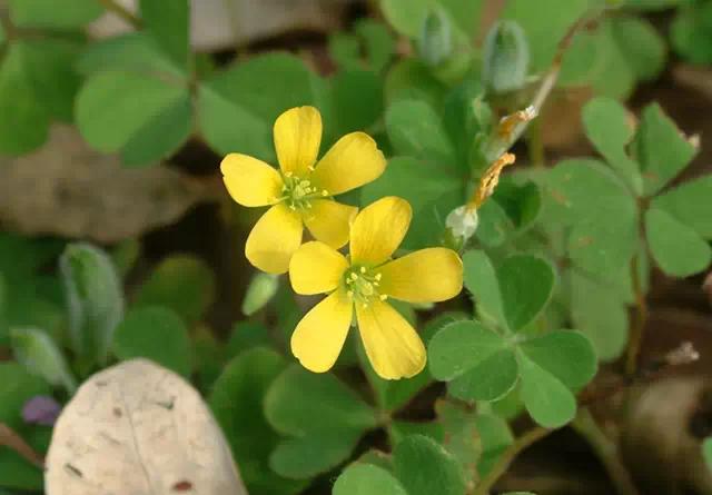 �ɻ��������ֻ���ֲ�����ƴ�ȫ