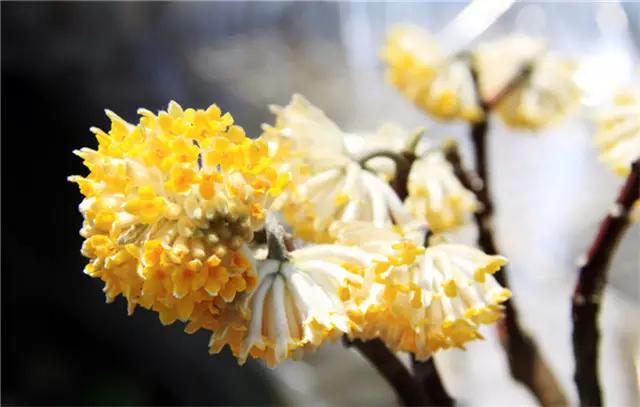 �ɻ��������ֻ���ֲ�����ƴ�ȫ