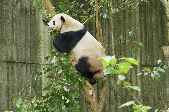 ��̬���䳬�ȿɰ��Ĵ���è