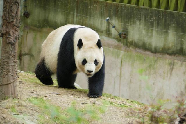 ��̬���䳬�ȿɰ��Ĵ���è