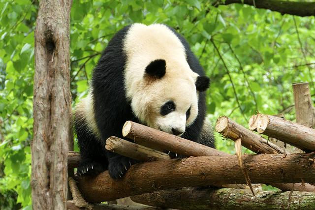 ��̬���䳬�ȿɰ��Ĵ���è