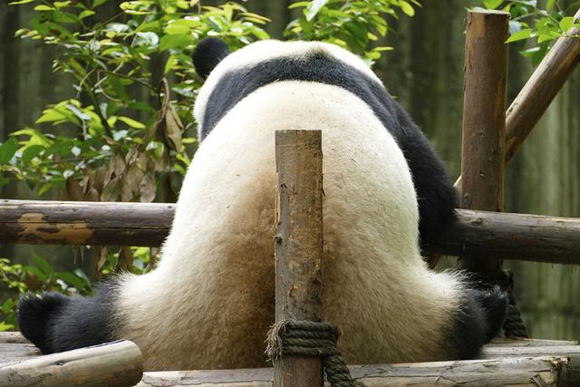 ��̬���䳬�ȿɰ��Ĵ���è