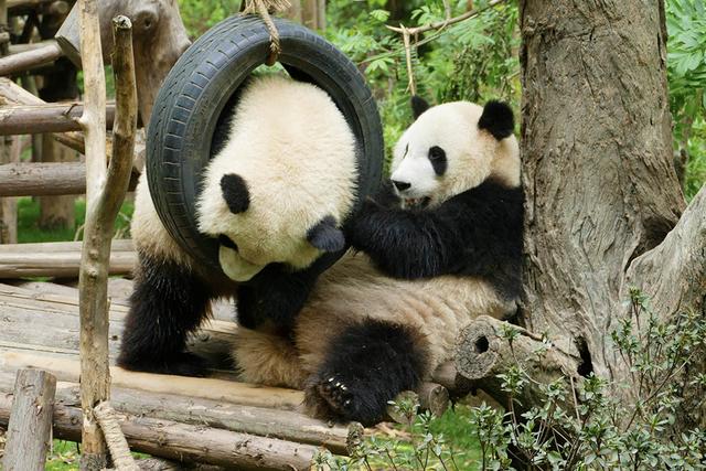 ��̬���䳬�ȿɰ��Ĵ���è