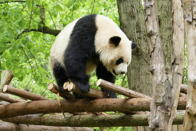 ��̬���䳬�ȿɰ��Ĵ���è