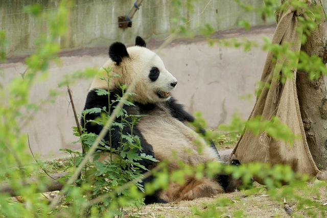 ��̬���䳬�ȿɰ��Ĵ���è