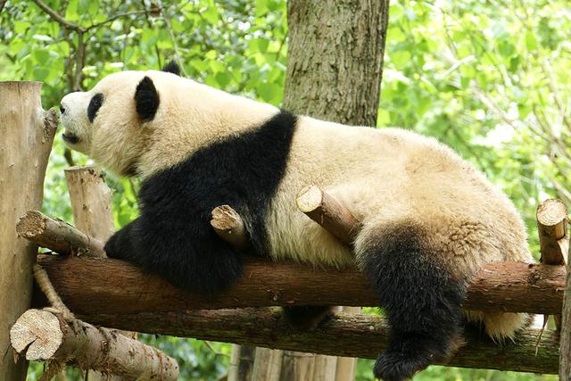 ��̬���䳬�ȿɰ��Ĵ���è