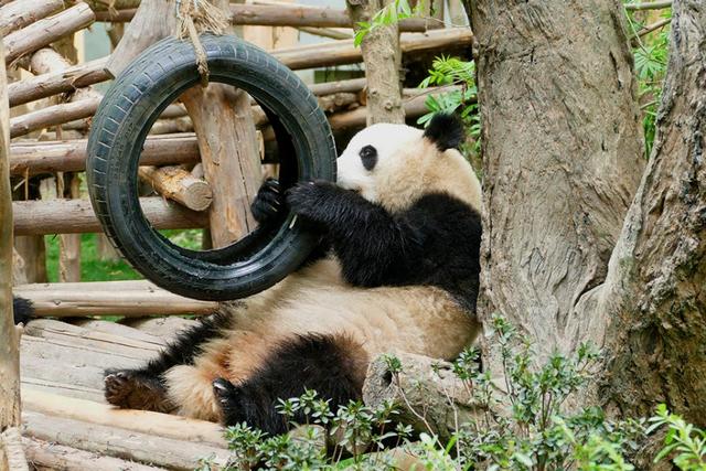 ��̬���䳬�ȿɰ��Ĵ���è