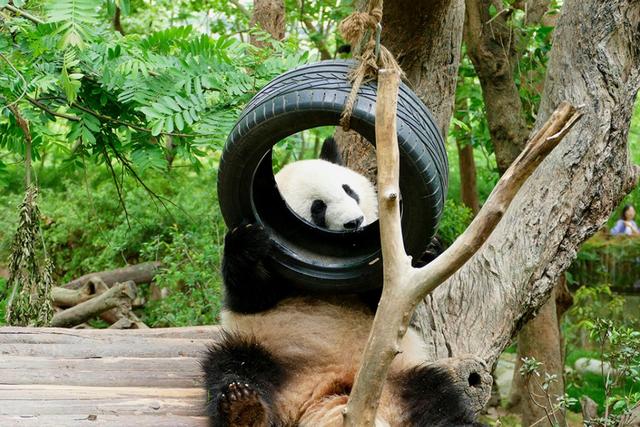 ��̬���䳬�ȿɰ��Ĵ���è