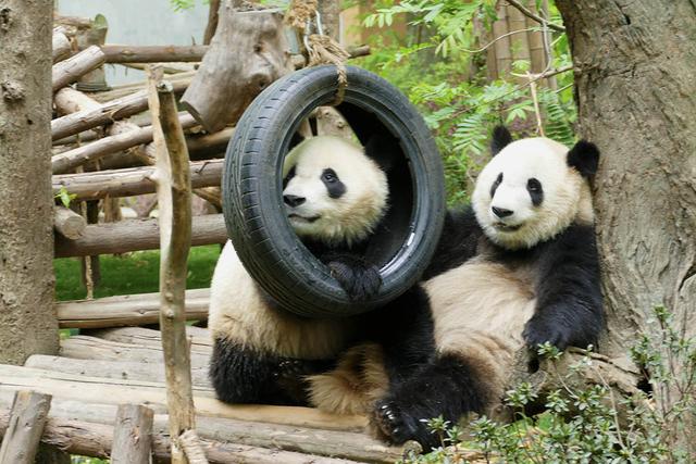 ��̬���䳬�ȿɰ��Ĵ���è