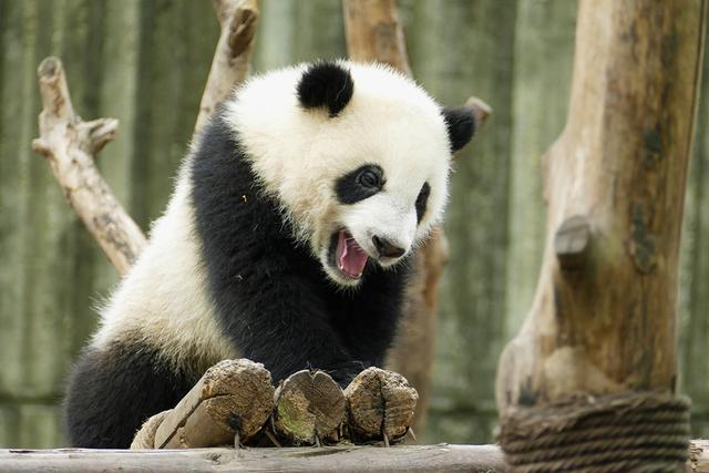 ��̬���䳬�ȿɰ��Ĵ���è