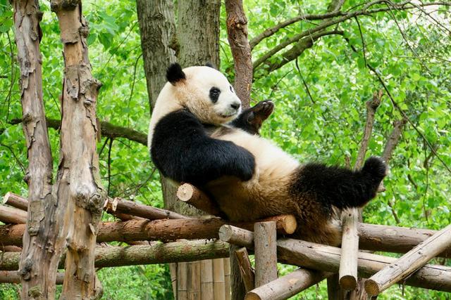 ��̬���䳬�ȿɰ��Ĵ���è