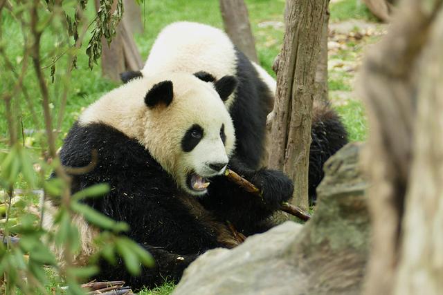 ��̬���䳬�ȿɰ��Ĵ���è