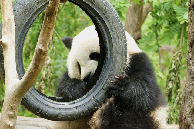 ��̬���䳬�ȿɰ��Ĵ���è