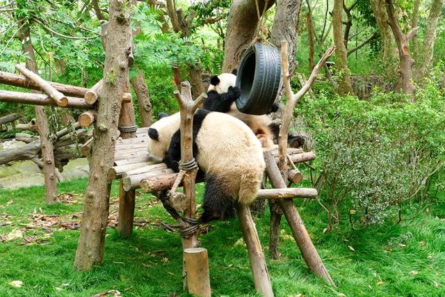 ��̬���䳬�ȿɰ��Ĵ���è