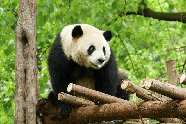 ��̬���䳬�ȿɰ��Ĵ���è