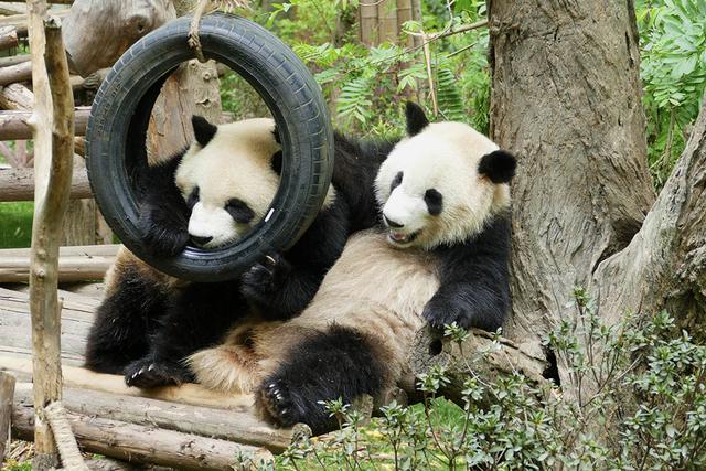 ��̬���䳬�ȿɰ��Ĵ���è