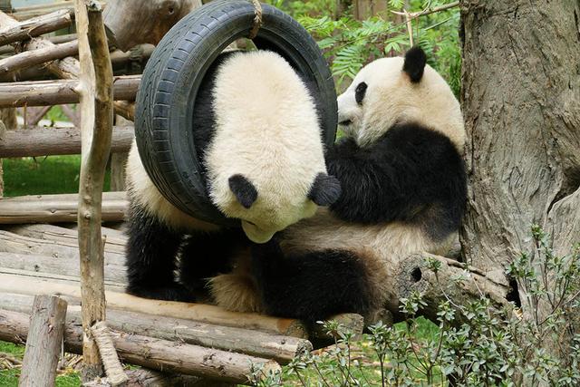 ��̬���䳬�ȿɰ��Ĵ���è