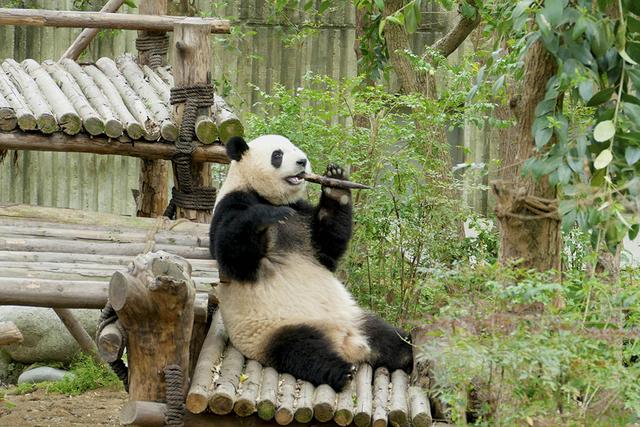 ��̬���䳬�ȿɰ��Ĵ���è