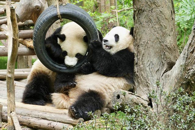 ��̬���䳬�ȿɰ��Ĵ���è