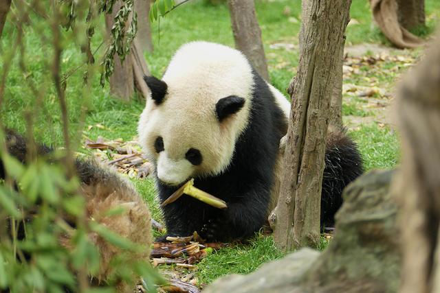 ��̬���䳬�ȿɰ��Ĵ���è