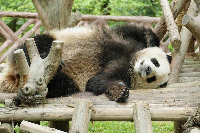 ��̬���䳬�ȿɰ��Ĵ���è