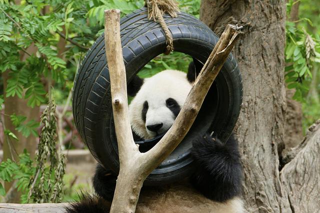 ��̬���䳬�ȿɰ��Ĵ���è